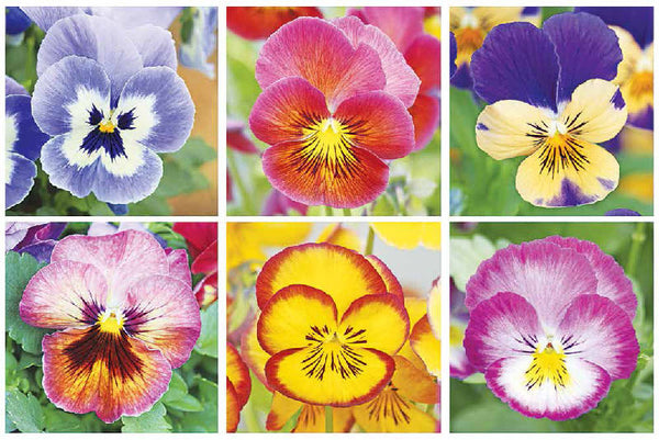 Mold for Pansy Platter GM172