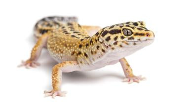 GX14 - Gecko Texture Tile Mold for Glass Slumping