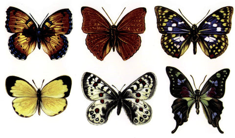 Large Butterfly Color Enamel Decals