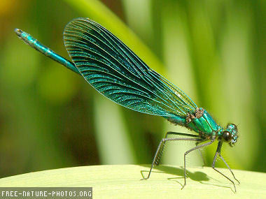 LF93 - Dragonfly Holey Cameo Casting Jewelry Mold