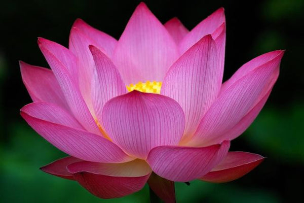 LF122 - Lotus Flower Texture for Tile Mold for Glass Slumping 8.5 Inch Diameter