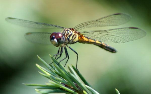 Individual Dragonfly Mold for Fusing Glass LF111