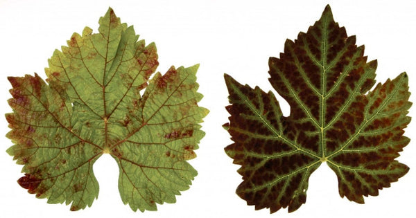 Grape Leaves Texture Mold for Glass Casting Frit LF116