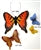 Large Swallowtail Butterfly Fritter Ceramic Mold for Fusing Glass LF185