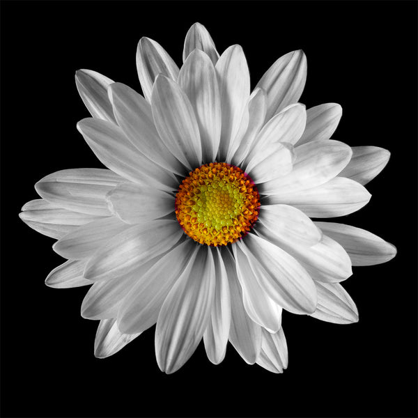 Large Daisy Frit Cast Mold LF109