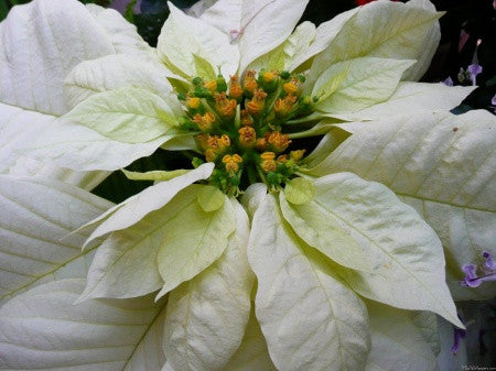 LF120 Detailed Poinsettia Texture Mold