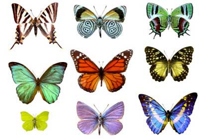 Lf114 2 Butterfly's Mold for Glass Kiln Firing Frit