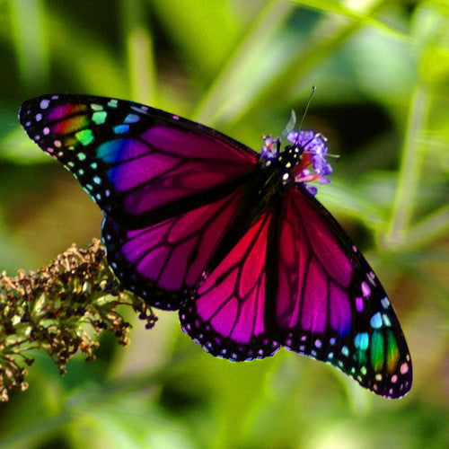 Holey Casting Butterfly Mold for Glass Jewelry LF67