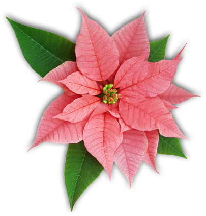 LF120 Detailed Poinsettia Texture Mold