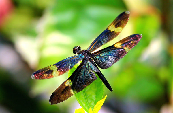 LF115 - Small Dragonfly's Texture Mold for Glass Fusing