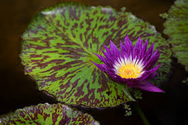 LF121 Lily Pad Frit Casting Kiln Fusing Slumping Mold