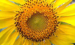 Large Sunflower Frit Casting Kiln Fusing Slumping Mold LF104