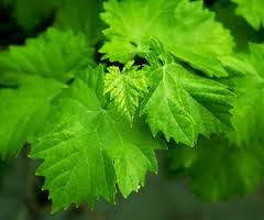 Grape Leaves Texture Mold for Glass Casting Frit LF116
