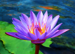 LF122 - Lotus Flower Texture for Tile Mold for Glass Slumping 8.5 Inch Diameter