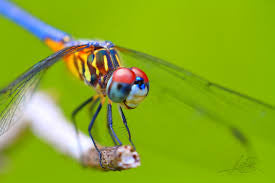 Individual Dragonfly Mold for Fusing Glass LF111