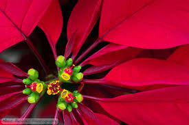 LF120 Detailed Poinsettia Texture Mold