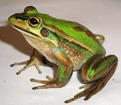 LF13 - Frog Fritter Ceramic Mold for Fusing Glass