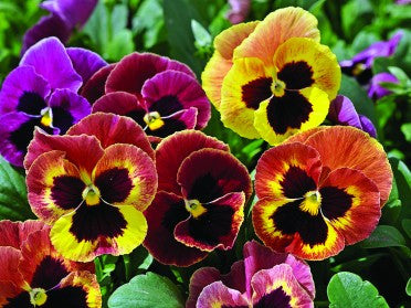 GM176 Pansy Tray Mold for Glass Slumping/fusing