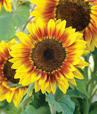 Large Sunflower Frit Casting Kiln Fusing Slumping Mold LF104