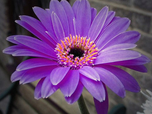 LF103 - Daisy Frit Texture Tile Mold for Glass Fusing Slumping
