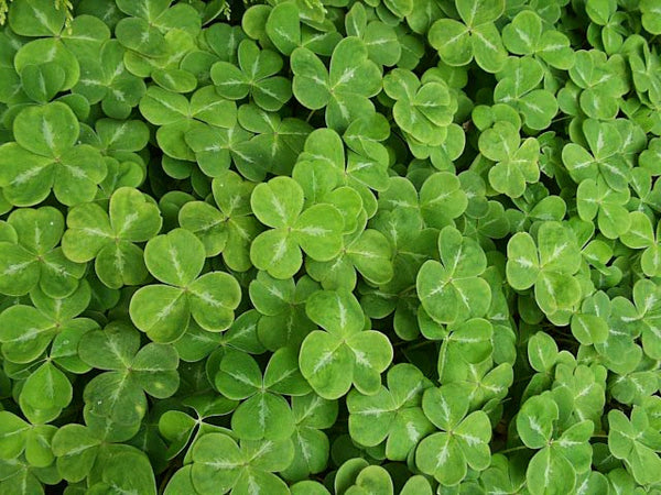 LF108 Holey Casting Small Shamrock Jewelry Mold for Fusing Glass Frit