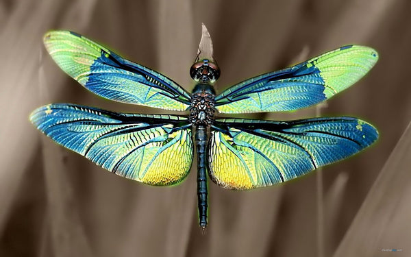 GT01 - Dragonfly 6x6 Inch Tile Mold for Fusing Glass