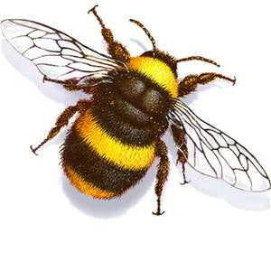 LF145 - Garden Bug Frit Casting Mold