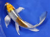 DT29 Koi Waves Texture Frit Casting Kiln Glass Fusing Mold