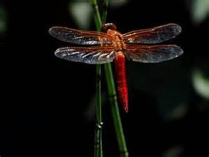 LF93 - Dragonfly Holey Cameo Casting Jewelry Mold