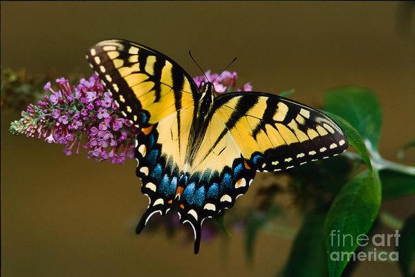 LF107 - Swallowtail Butterfly Fritter Ceramic Mold for Fusing Glass