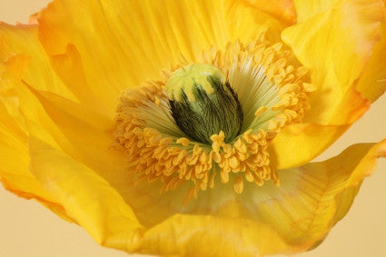 LF113 - Large Poppy Casting Mold