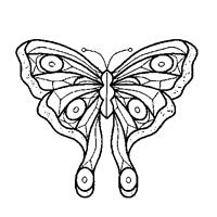 Stained Glass Supplies -Cluster-butterfly (33)