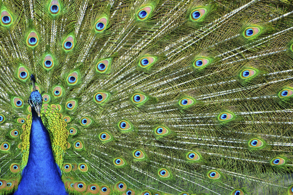 Bullseye Peacock Glass Pack - 90 Coe 5813