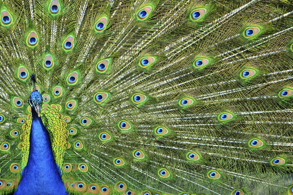 Oceanside Peacock Glass Pack - 96 COE - X5813