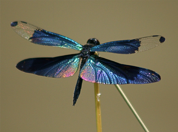 Individual Dragonfly Mold for Fusing Glass LF111