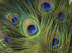 Bullseye Peacock Glass Pack - 90 Coe 5813