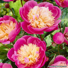 Peony Texture for Tile Mold for Glass Slumping 11 Inch Diameter DT20