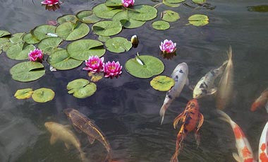 Koi Pond Texture Tile Mold for Glass Slumping 12 X 12 - DT22