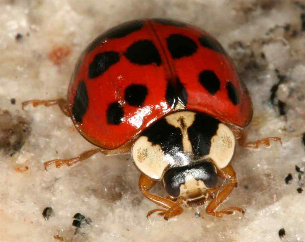 LF145 - Garden Bug Frit Casting Mold