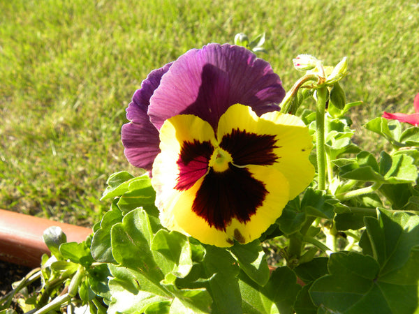 GM176 Pansy Tray Mold for Glass Slumping/fusing