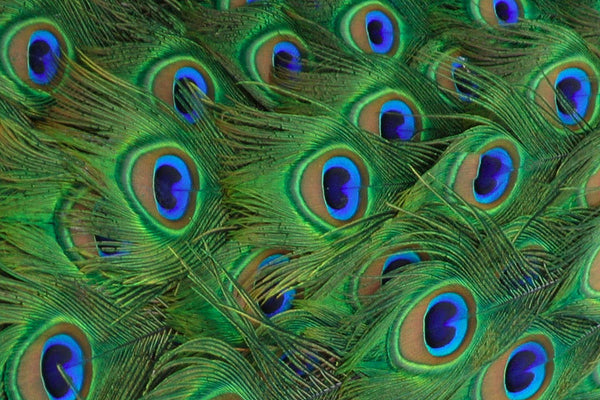 Peacock Feathers Texture Tile Mold for Glass Slumping