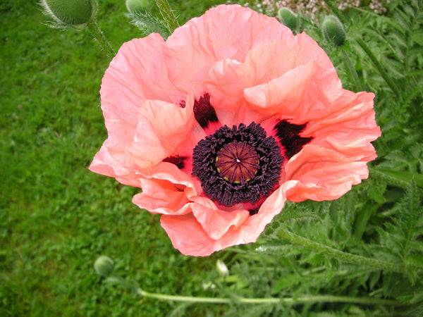 LF110 - Poppy Frit Texture Tile Mold for Glass Fusing Slumping