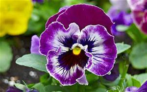 GM176 Pansy Tray Mold for Glass Slumping/fusing